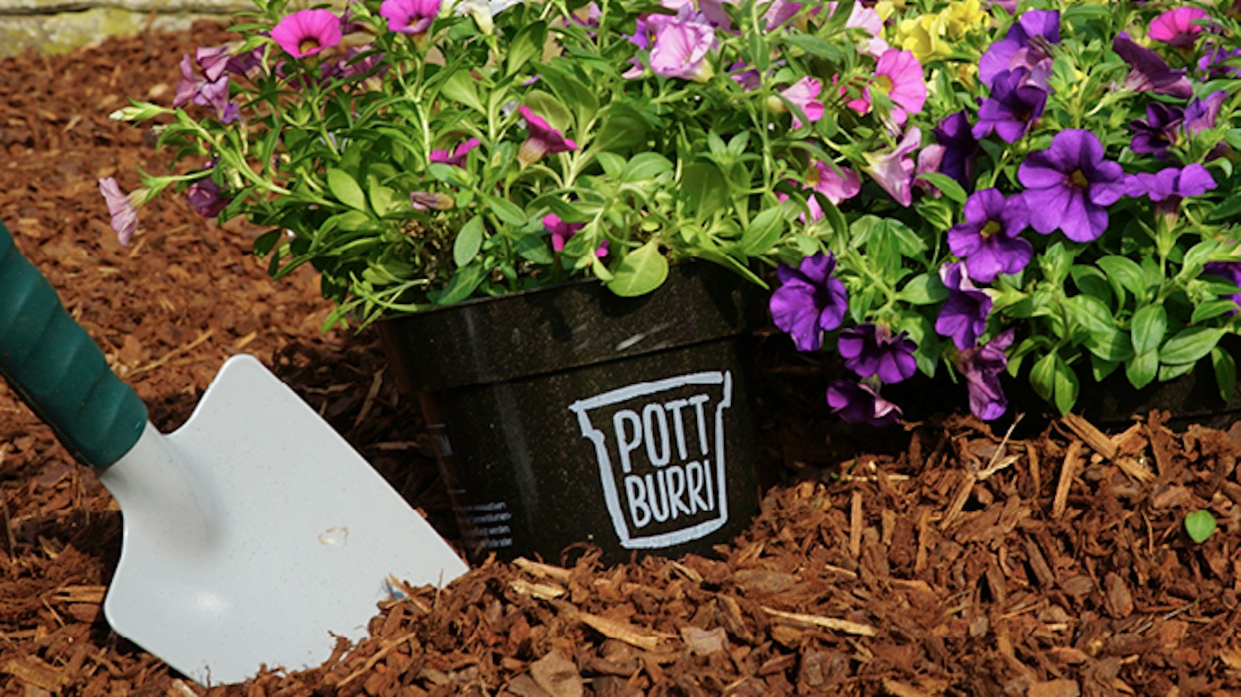 Aldi Süd verkauft ab dem 15. Juli 2021 Pflanzen in kompostierbaren Blumentöpfen