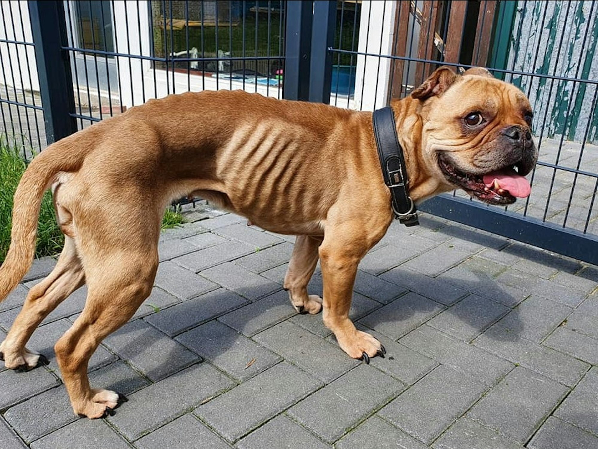 Vollkommen abgemagert wurde Mischlingshündin Boo im Tierheim Moers abgegeben.