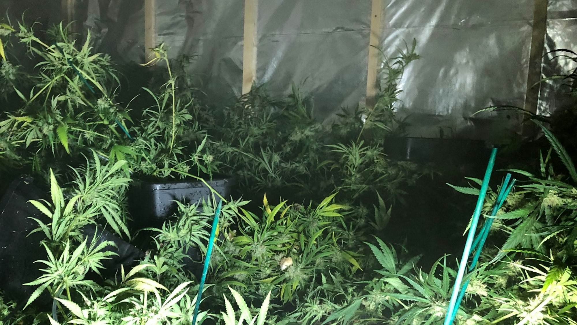 Cannabis-Plantage in unbewohnter Wuppertaler Wohnung