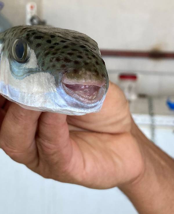 Der Leiter der Fischerei-Kooperative in Antalya, Cengiz Balta, hält einen Hasenkopf-Kugelfisch in der Hand.