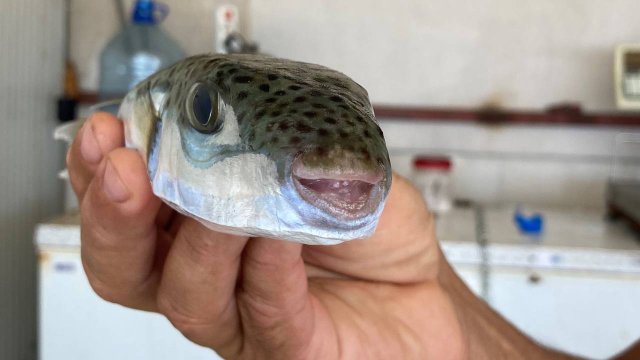 Der Leiter der Fischerei-Kooperative in Antalya, Cengiz Balta, hält einen Hasenkopf-Kugelfisch in der Hand.