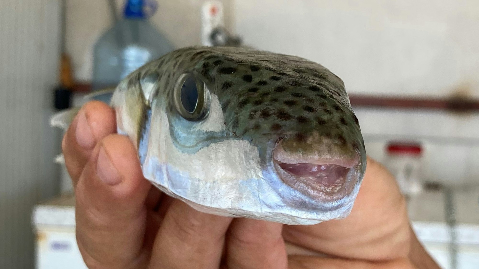 Der Leiter der Fischerei-Kooperative in Antalya, Cengiz Balta, hält einen Hasenkopf-Kugelfisch in der Hand.