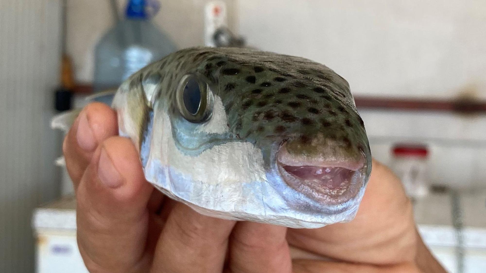 Der Leiter der Fischerei-Kooperative in Antalya, Cengiz Balta, hält einen Hasenkopf-Kugelfisch in der Hand.