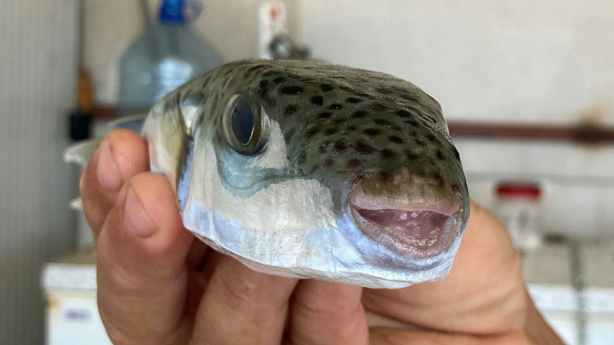 Der Leiter der Fischerei-Kooperative in Antalya, Cengiz Balta, hält einen Hasenkopf-Kugelfisch in der Hand.