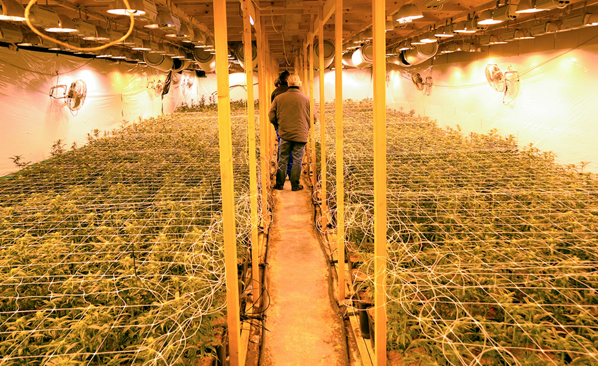 Beamte begutachten eine Cannabis-Plantage.