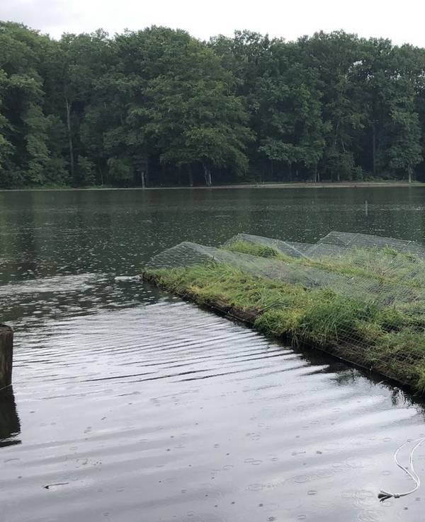 Auf dem Adenauer Weiher in Köln schwimmt jetzt eine Pflanzeninsel.