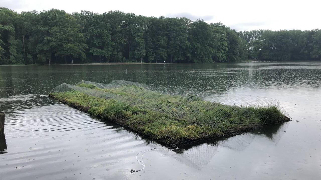 Auf dem Adenauer Weiher in Köln schwimmt jetzt eine Pflanzeninsel.