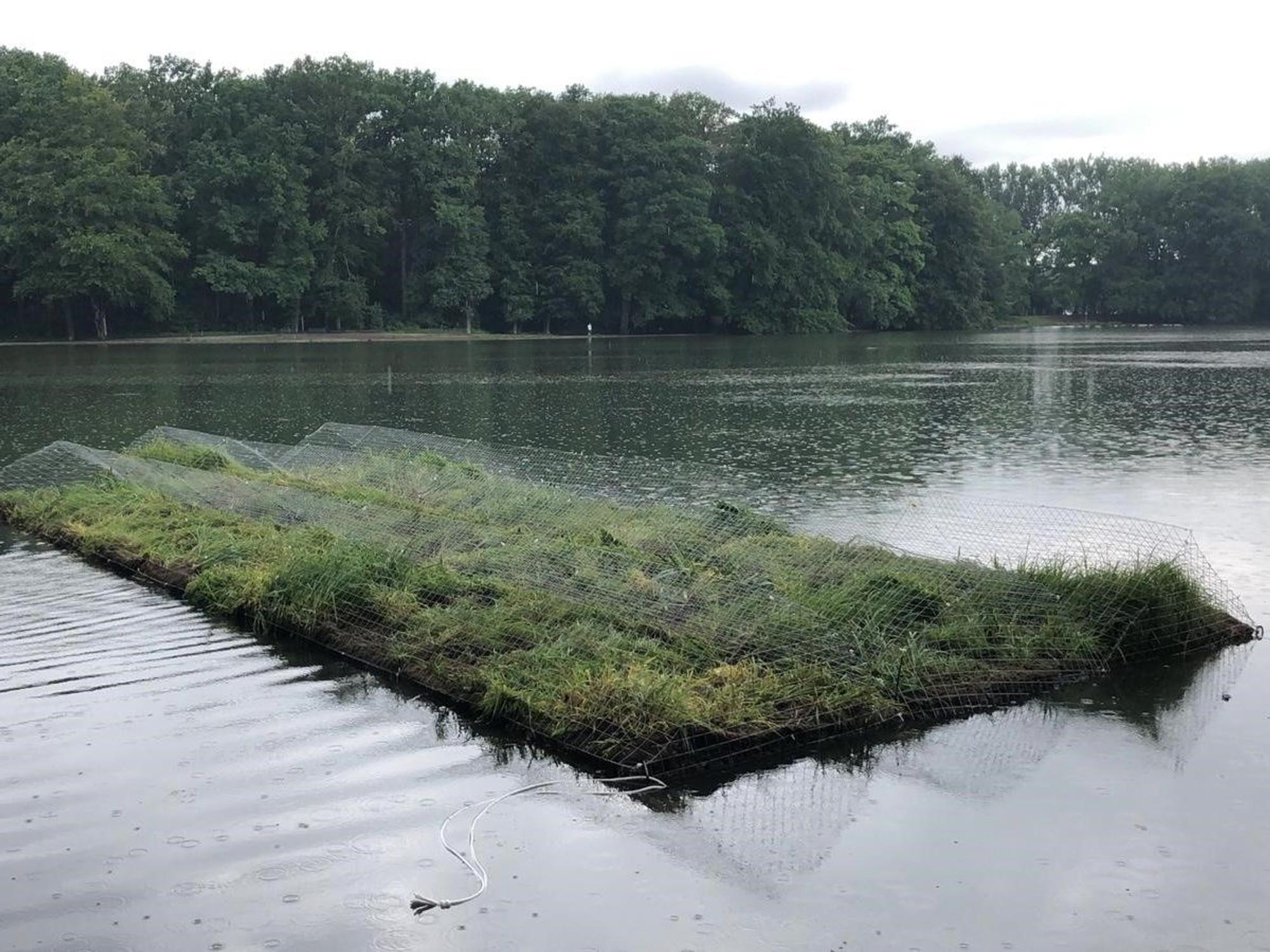 Auf dem Adenauer Weiher in Köln schwimmt jetzt eine Pflanzeninsel.