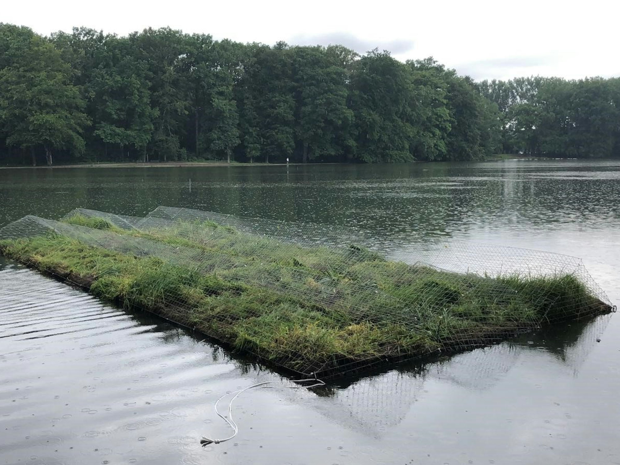 Auf dem Adenauer Weiher in Köln schwimmt jetzt eine Pflanzeninsel.