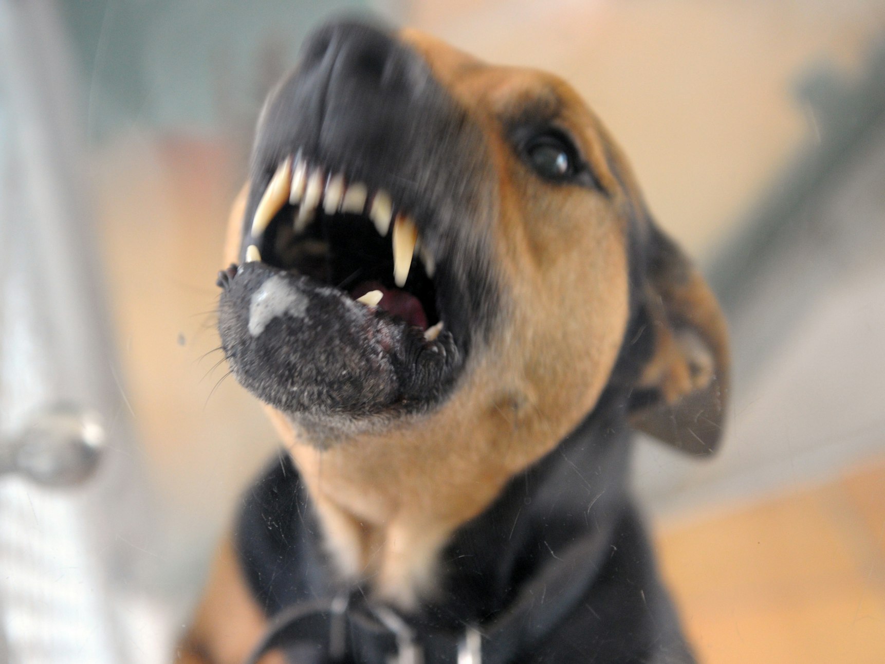 Ein aggressiver Hund steht bellend in seiner Box und fletscht die Zähne.