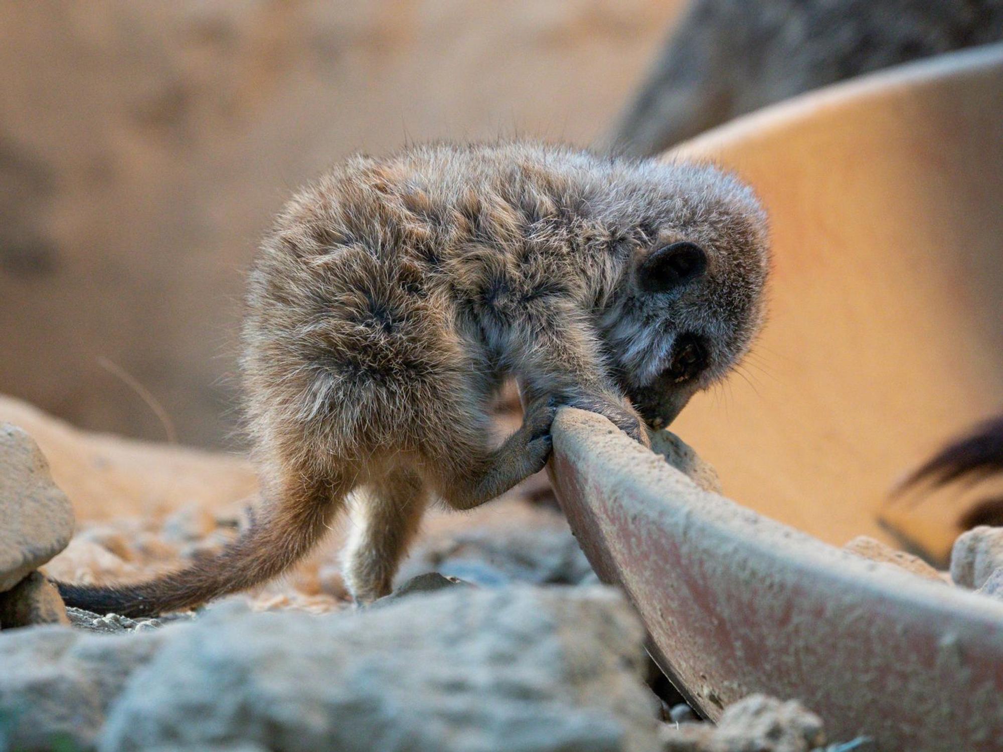 Junges Erdmännchen klettert im Kölner Zoo.