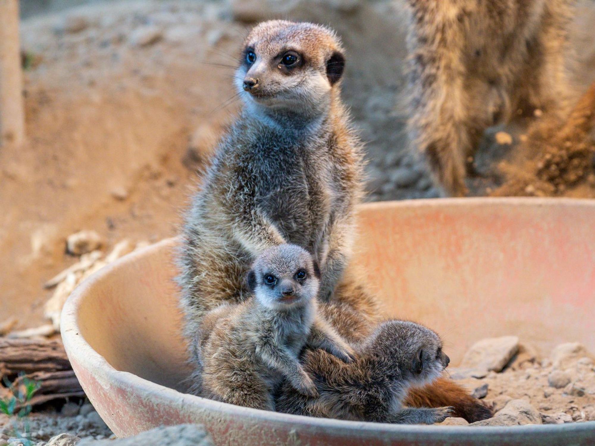 Erdmännchen im Kölner Zoo.