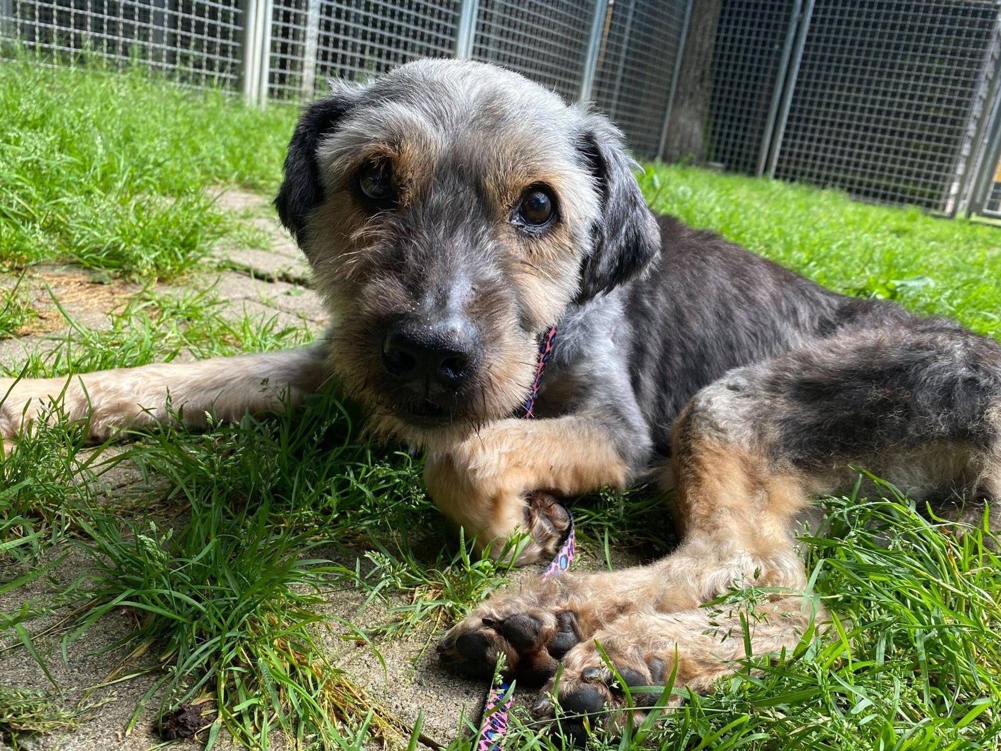 Hunde-Oma Gina liegt im Gras.