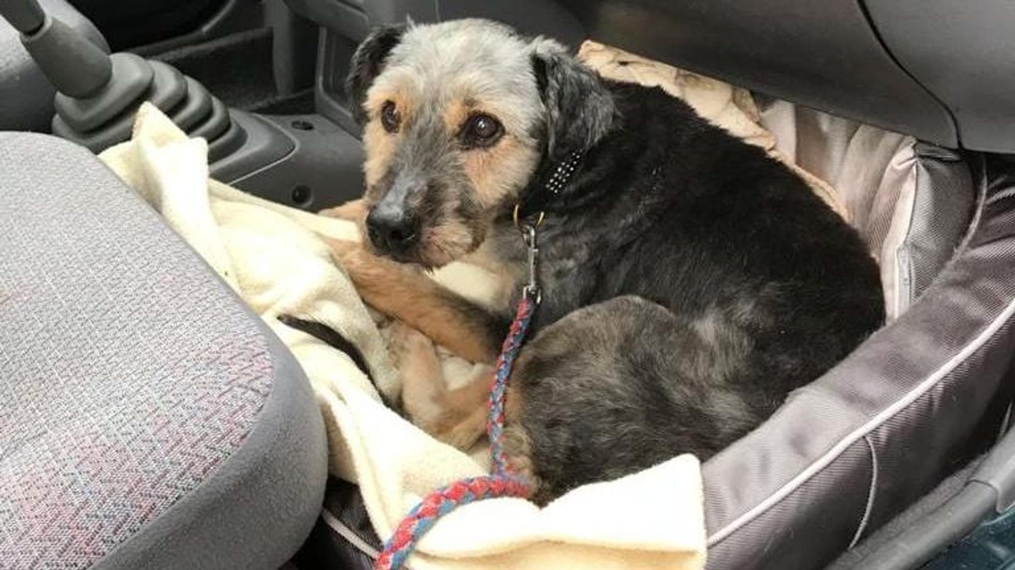 Hunde-Oma Gina hat es sich im Auto in Körbchen mit Decke bequem gemacht.
