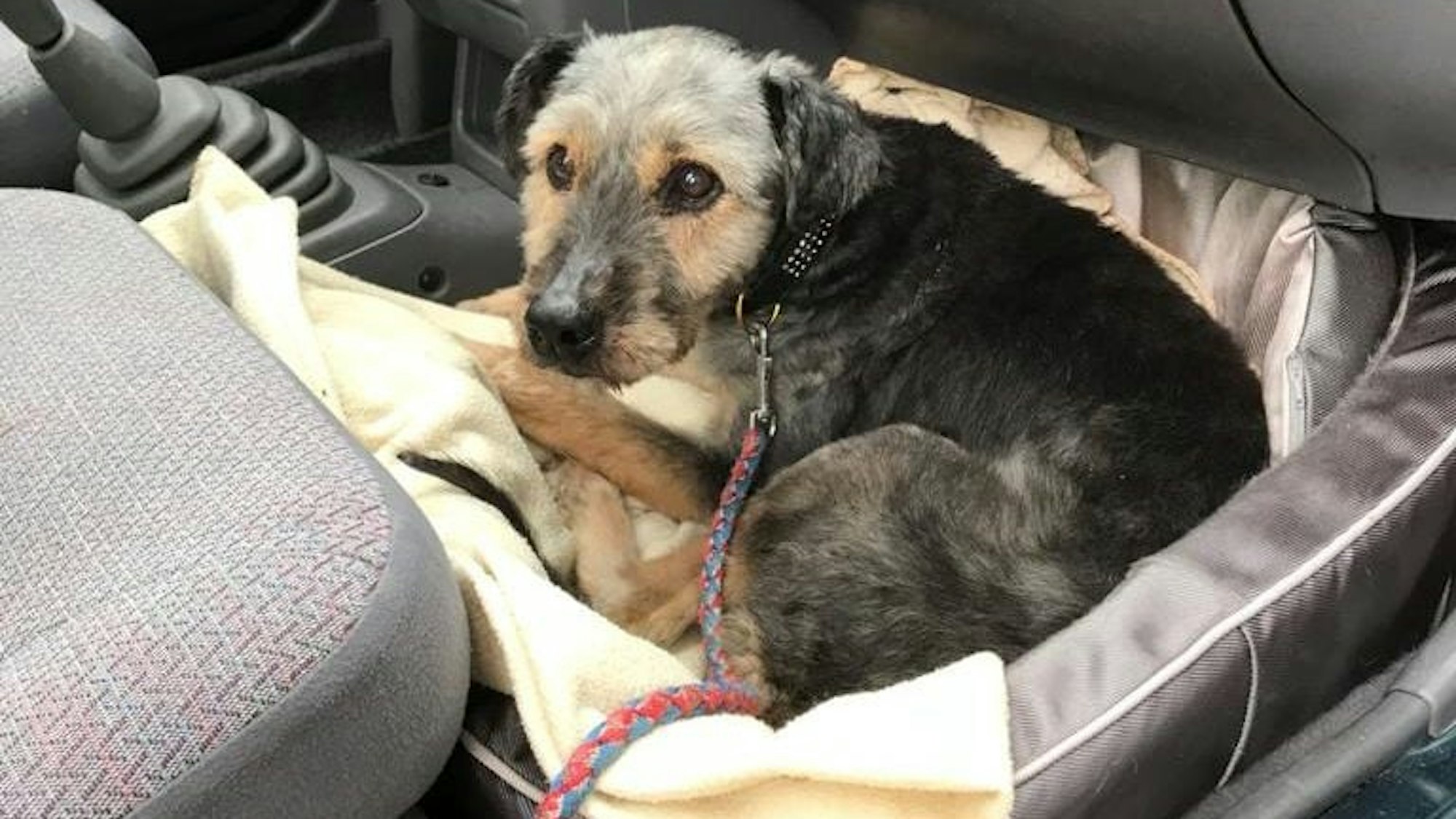 Hunde-Oma Gina hat es sich im Auto in Körbchen mit Decke bequem gemacht.