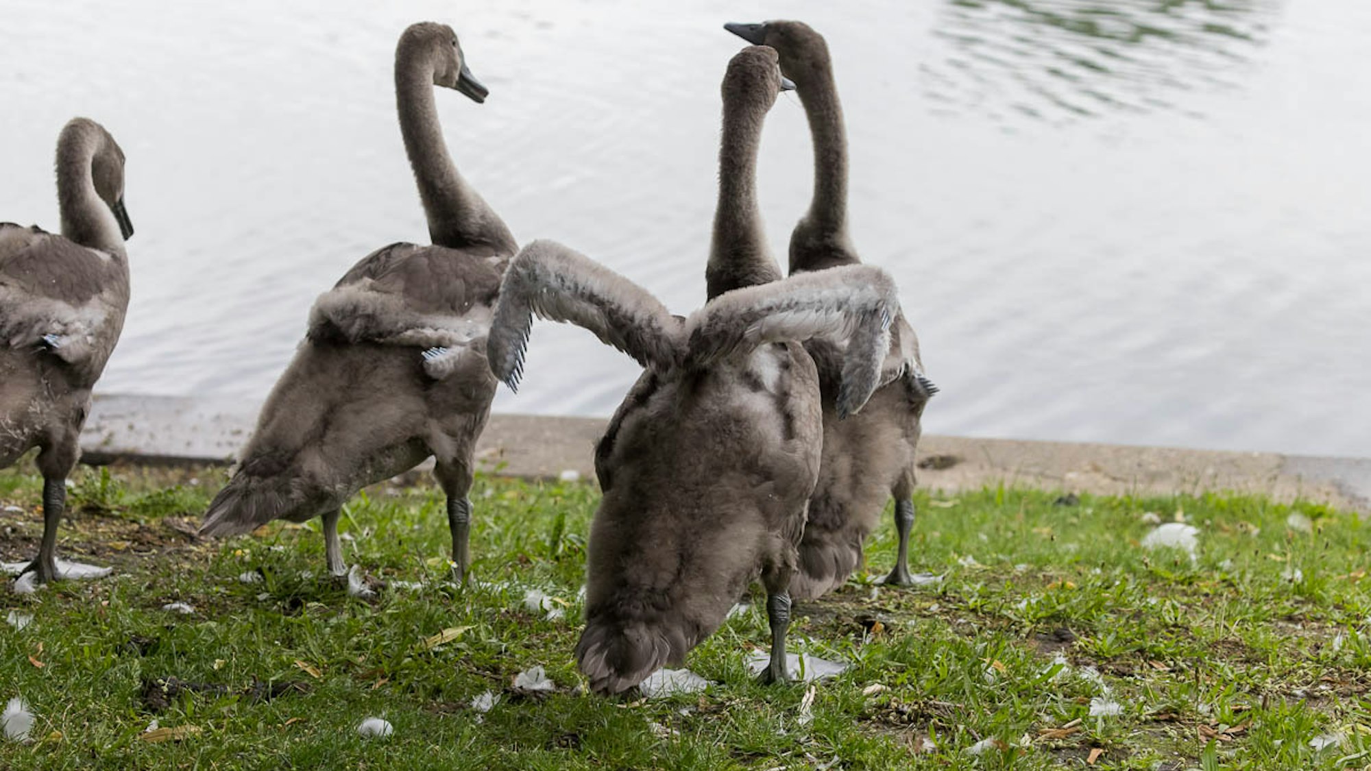 Vier Jungschwäne mit einer Flügelfehlstellung, sogenannten Kippflügeln