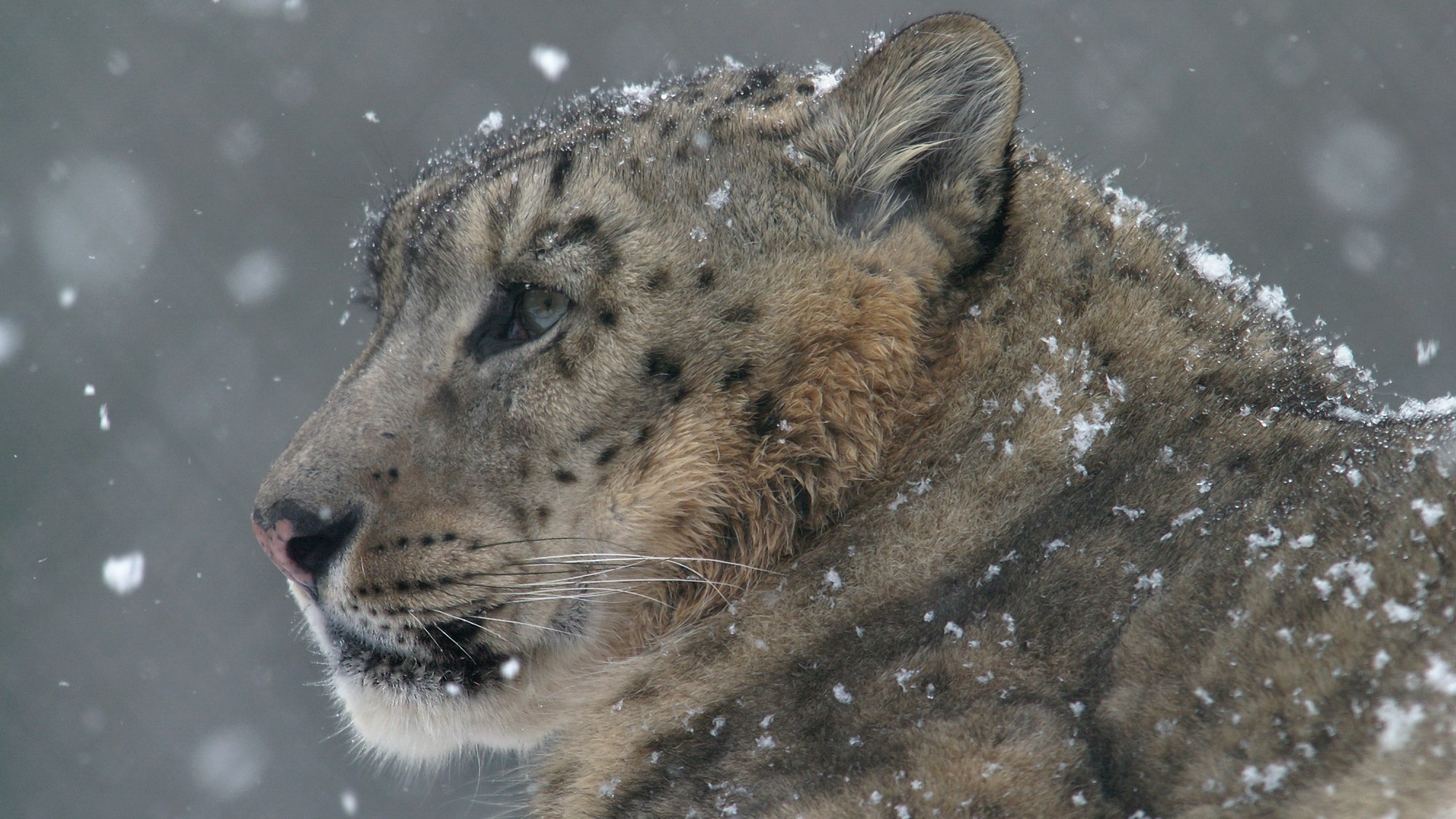 Schneeflocken landen im Fell eines Schneeleoparden.