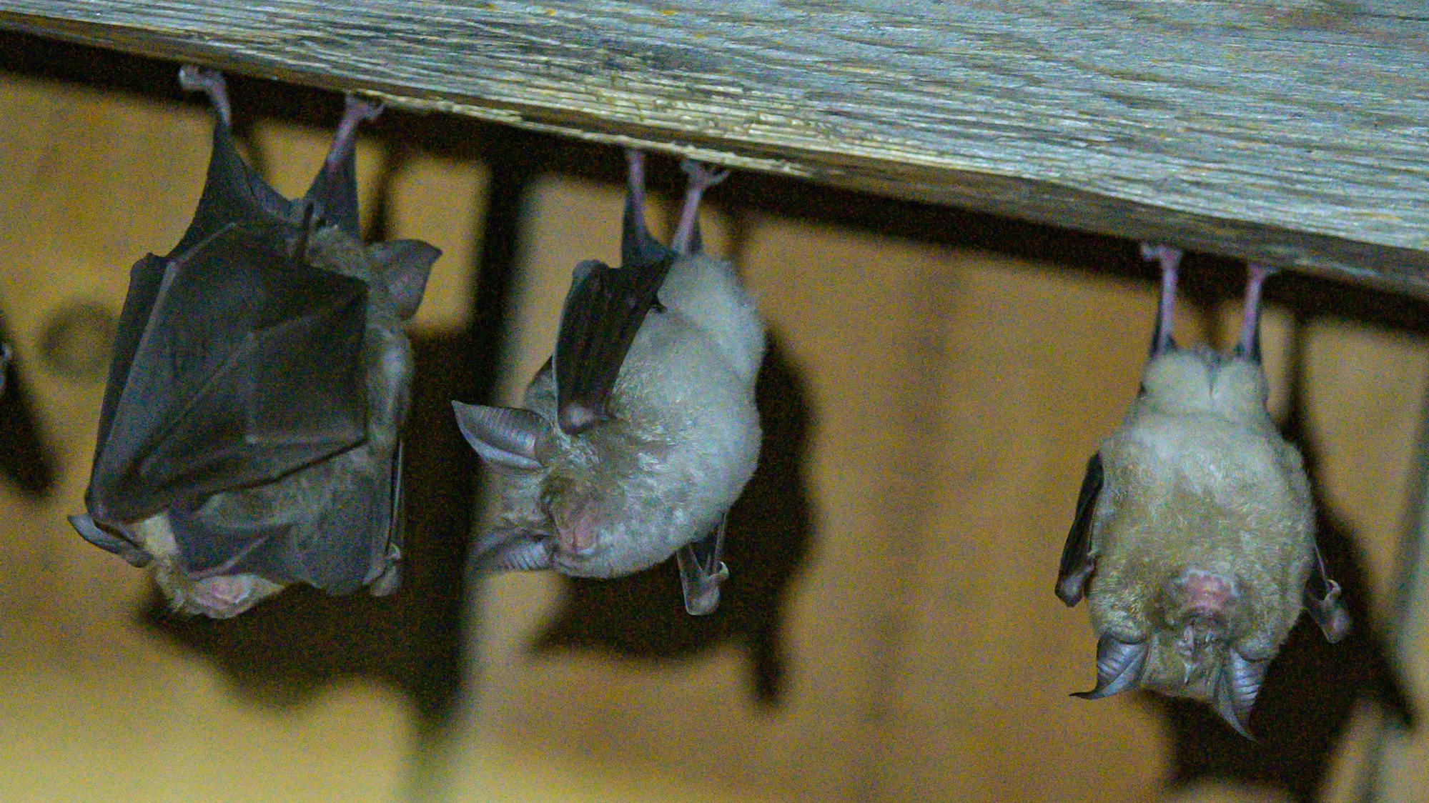 Hufeisennasen-Fledermäuse hängen an der Decke. Britische Forscher haben ein neues Coronavirus in britischen Fledermäusen entdeckt.