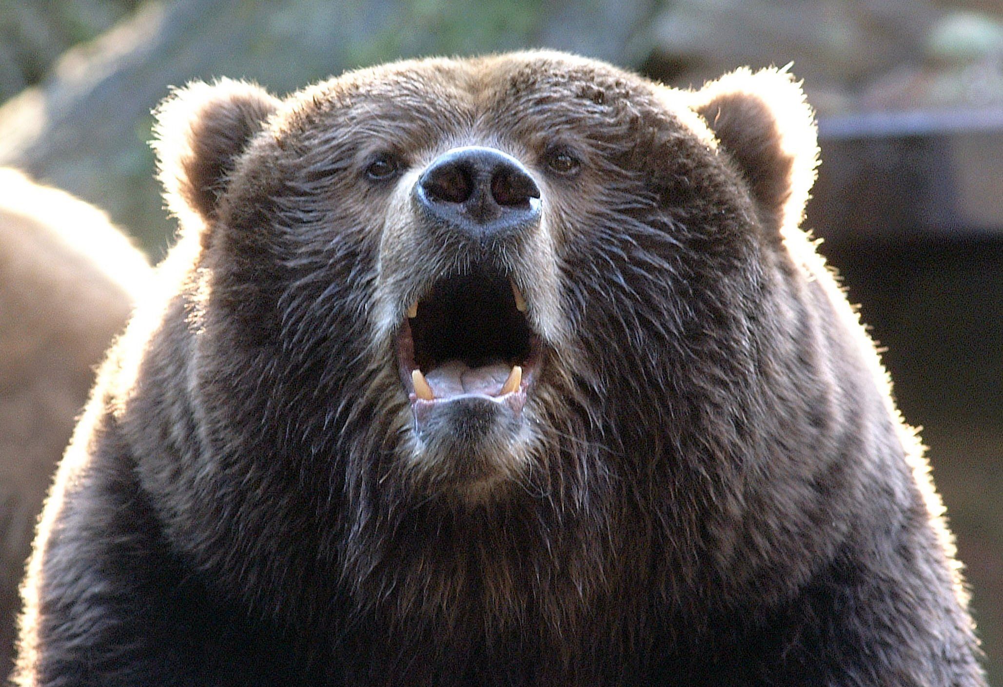 Ein ausgewachsener Kodiakbär wartet mit halb offenem Maul darauf, dass ihm die Besucher des Wildparks Lüneburger Heide Futterbrocken zuwerfen.