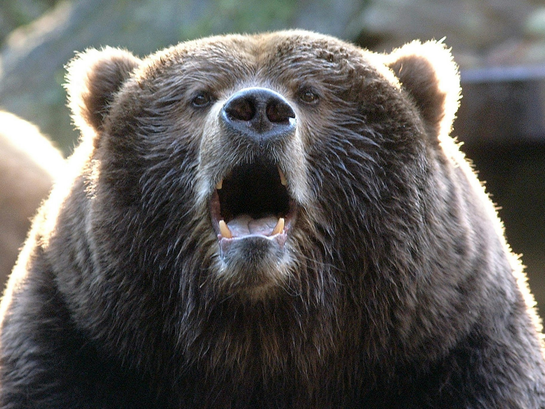 Ein ausgewachsener Kodiakbär wartet mit halb offenem Maul darauf, dass ihm die Besucher des Wildparks Lüneburger Heide Futterbrocken zuwerfen.