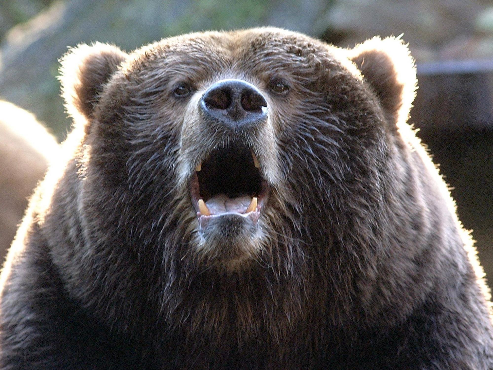Ein ausgewachsener Kodiakbär wartet mit halb offenem Maul darauf, dass ihm die Besucher des Wildparks Lüneburger Heide Futterbrocken zuwerfen.