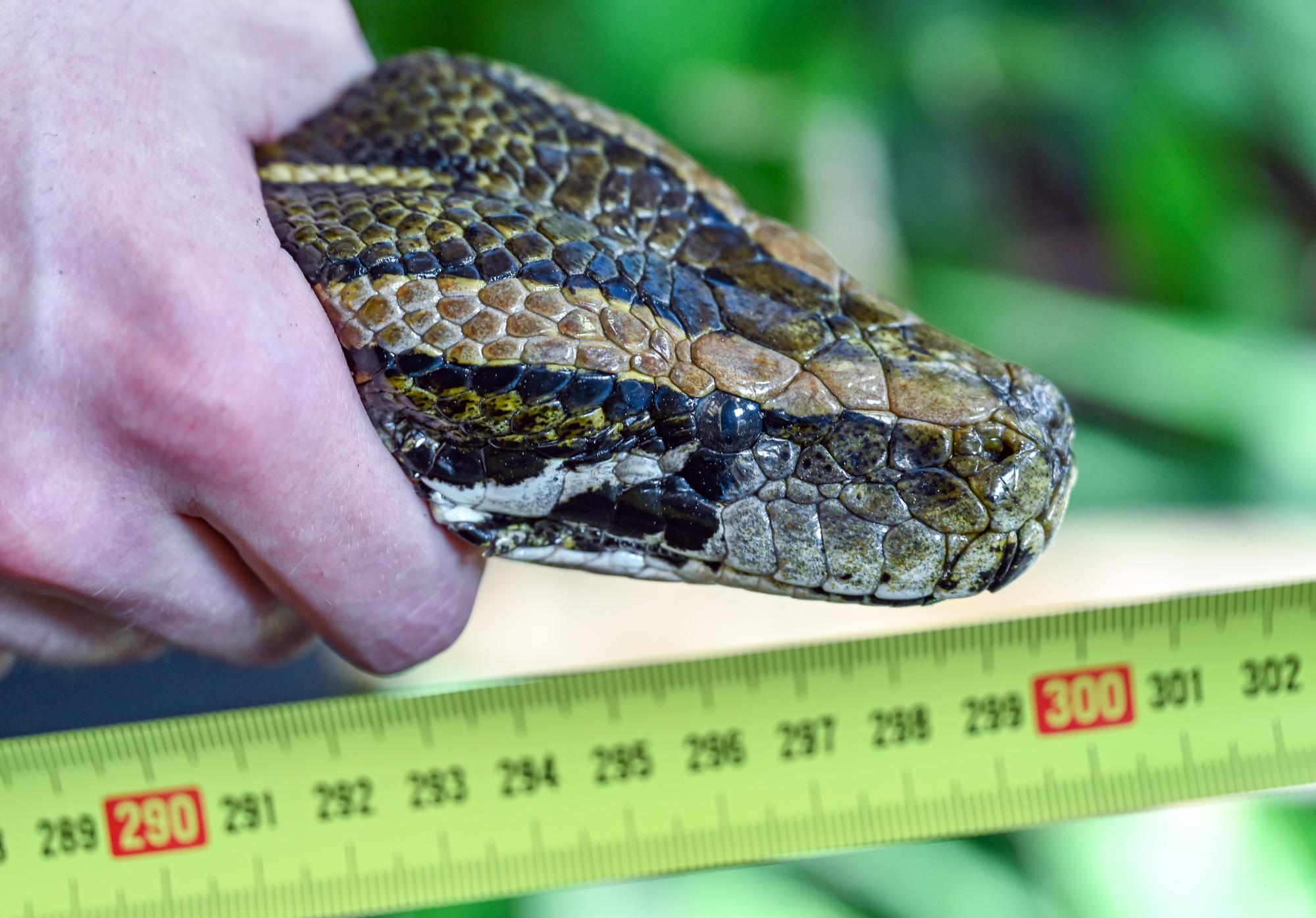 Mit festen Griff hält ein Tierpfleger vom Zoo Eberswalde einen über drei Meter lange Tigerpython bei der Vermessung in seiner Hand.