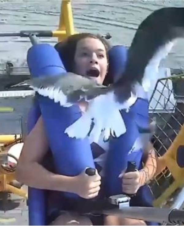Schreckmoment auf Slingshot-Bahn: Eine Möwe fliegt einem Mädchen mitten ins Gesicht.