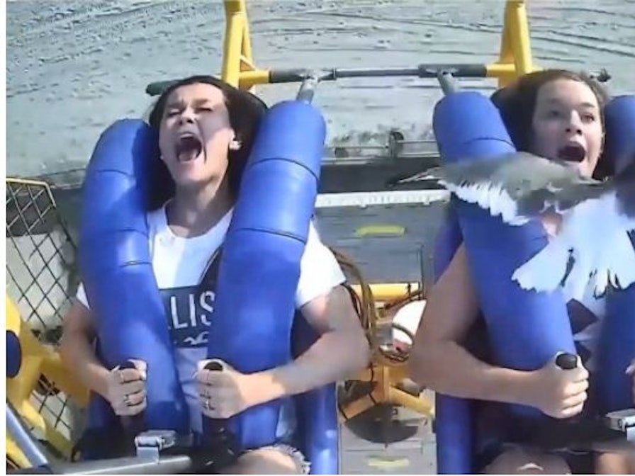 Schreckmoment auf Slingshot-Bahn: Eine Möwe fliegt einem Mädchen mitten ins Gesicht.