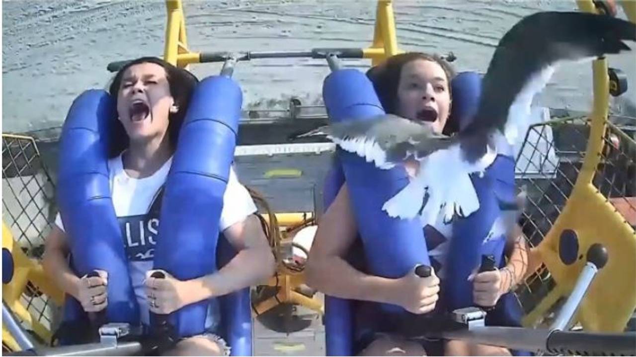 Schreckmoment auf Slingshot-Bahn: Eine Möwe fliegt einem Mädchen mitten ins Gesicht.