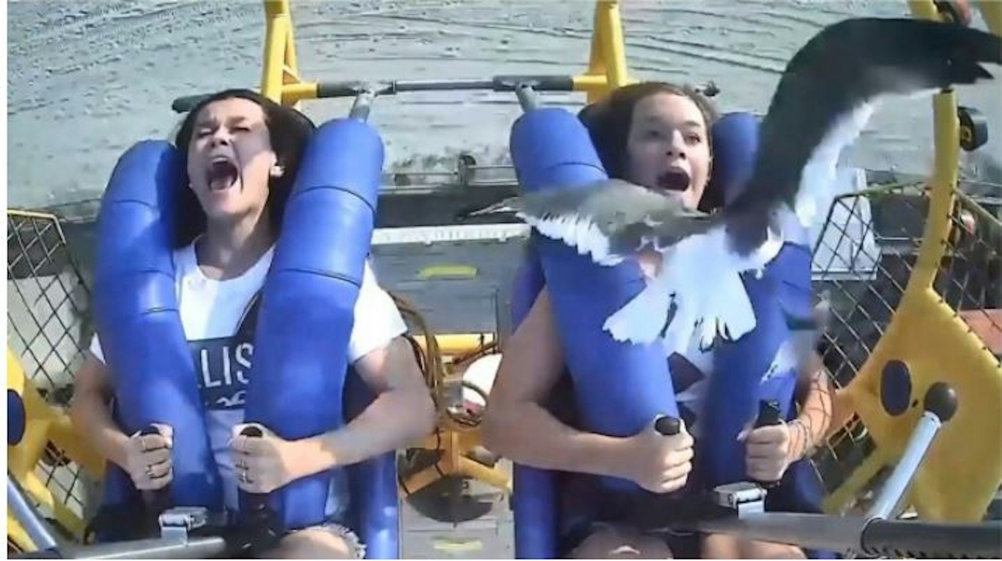 Schreckmoment auf Slingshot-Bahn: Eine Möwe fliegt einem Mädchen mitten ins Gesicht.