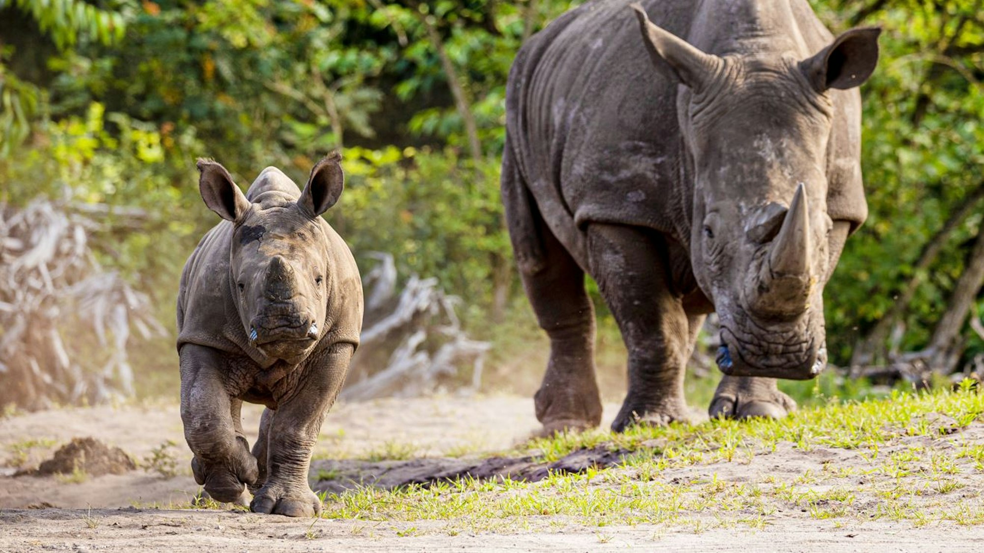 Der Nashorn-Jungbulle „Kai” geht an der Seite eines erwachsenen Tieres durch den Serengeti-Park in Hodenhagen.