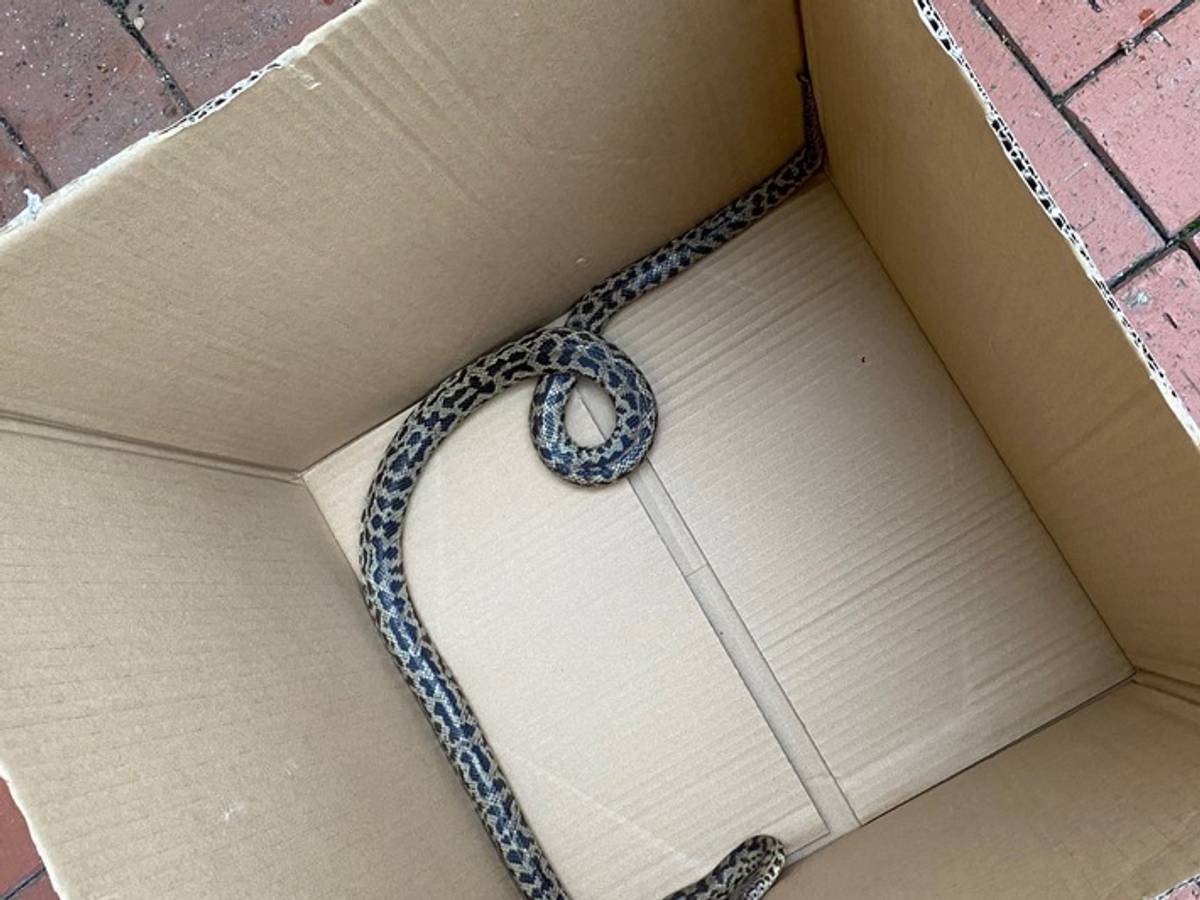 In Schauenburg-Martinhagen hat eine Frau beim Rausstellen der Mülltonne eine Python entdeckt.
