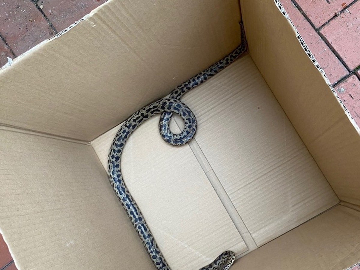 In Schauenburg-Martinhagen hat eine Frau beim Rausstellen der Mülltonne eine Python entdeckt.