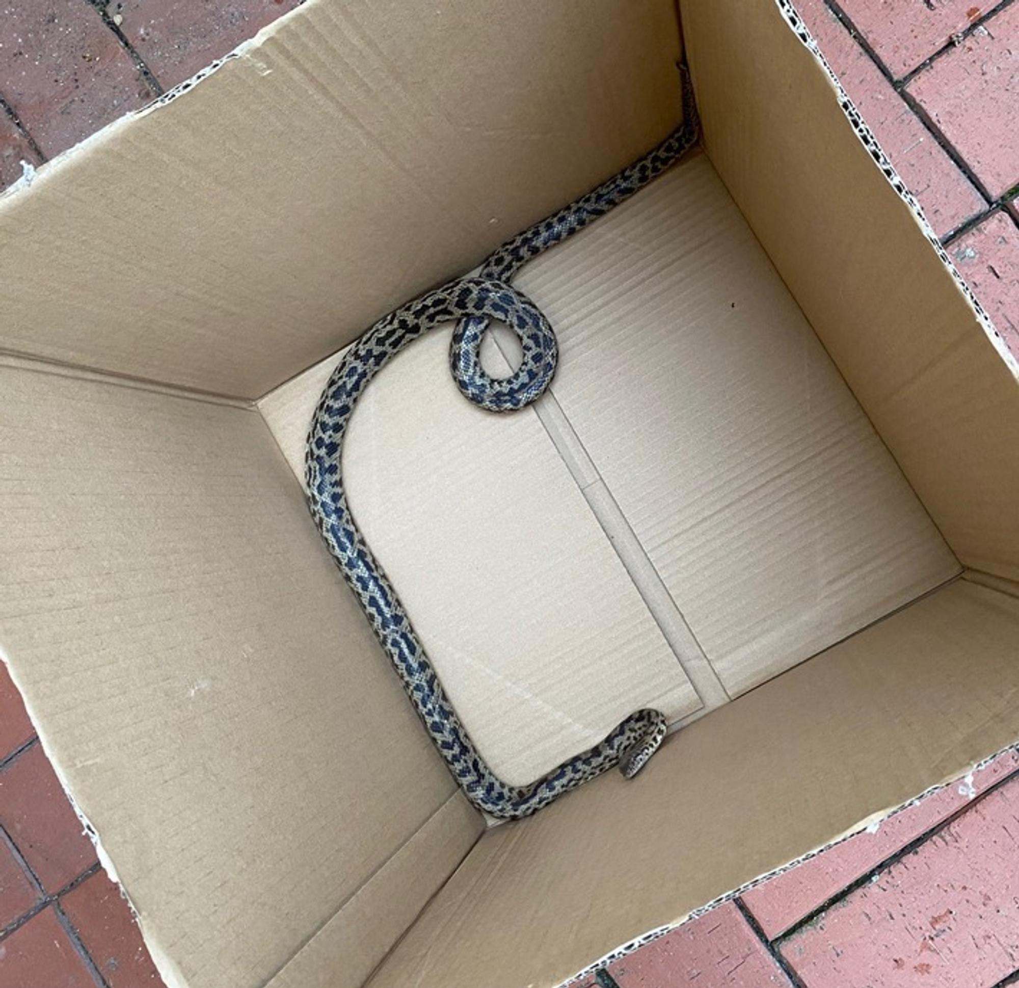 In Schauenburg-Martinhagen hat eine Frau beim Rausstellen der Mülltonne eine Python entdeckt.