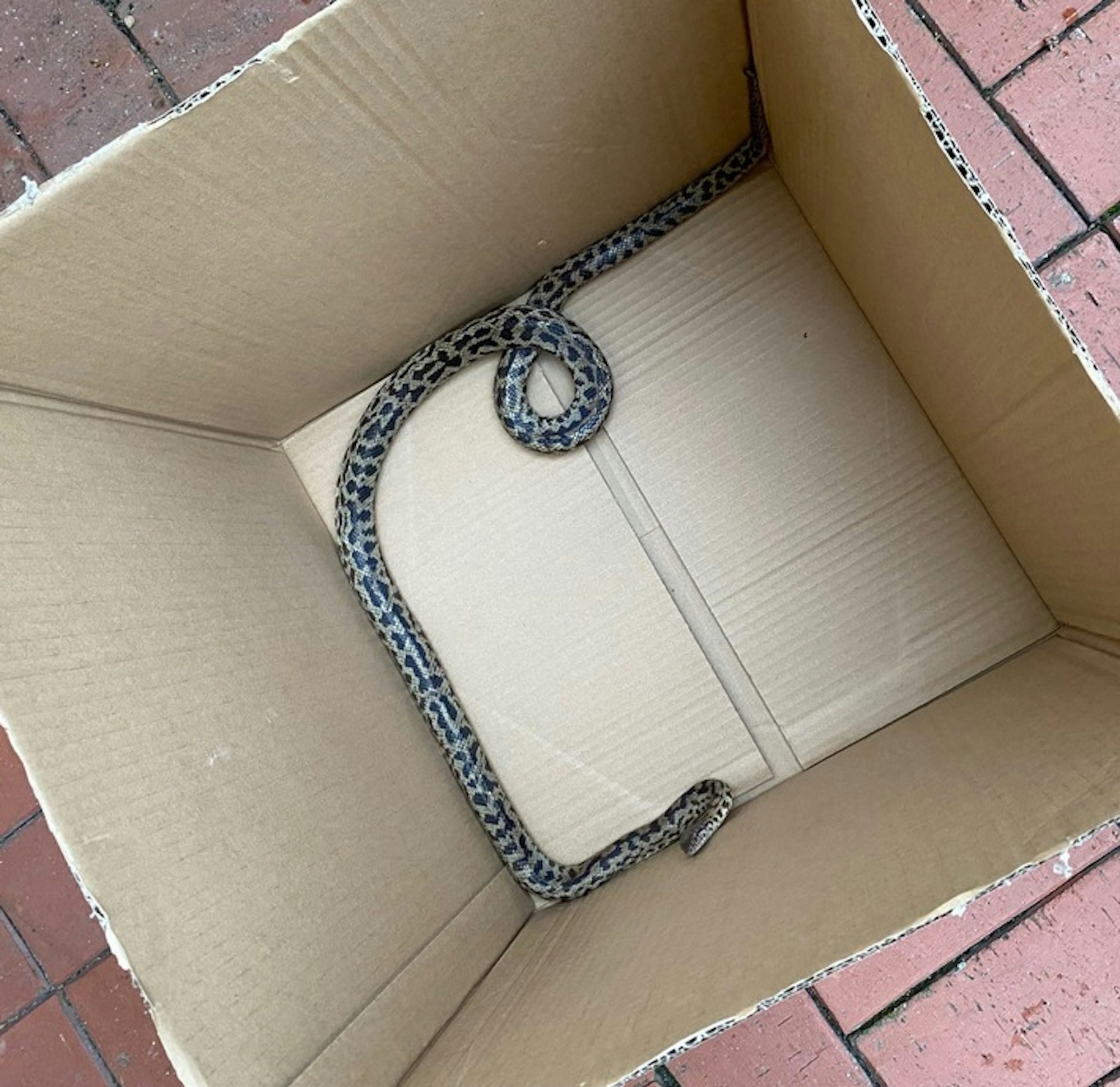 In Schauenburg-Martinhagen hat eine Frau beim Rausstellen der Mülltonne eine Python entdeckt.