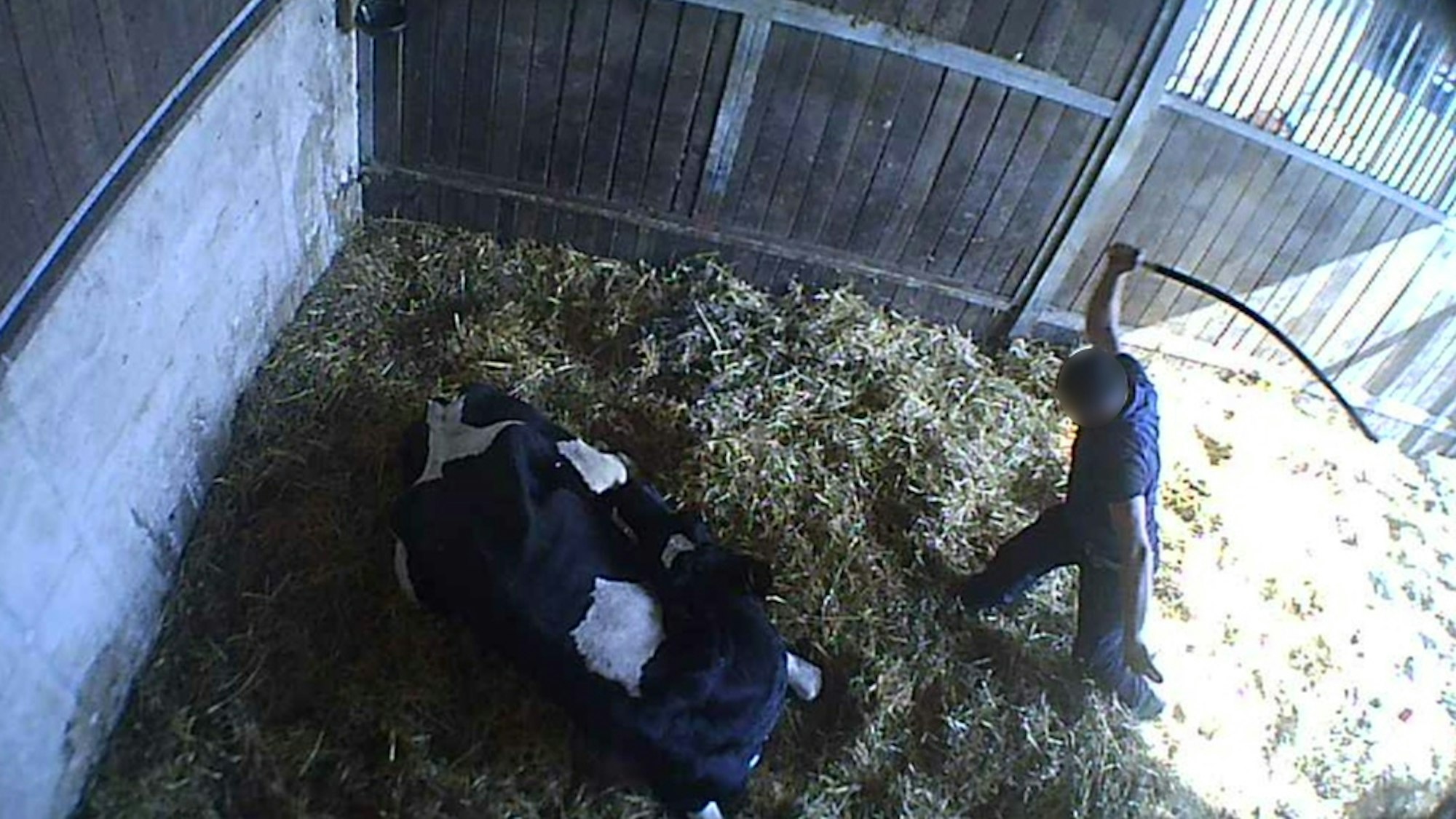 Ein Arbeiter des Metzgerei-Unternehmens Mecke schlägt brutal auf eine Kuh ein.