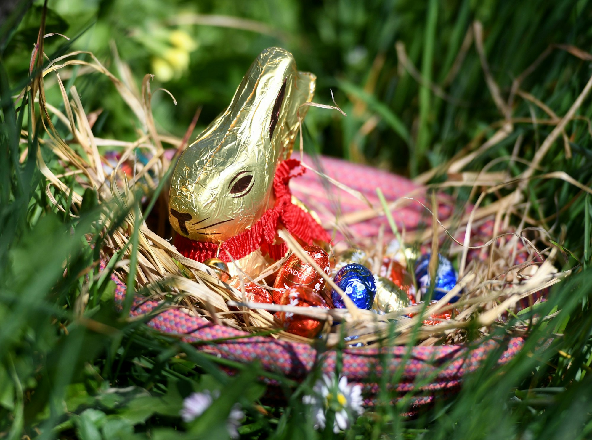 Ein Lindt-Osterhase sitzt in einem pinkfarbenen Nest mit Schokoeiern im Gras.