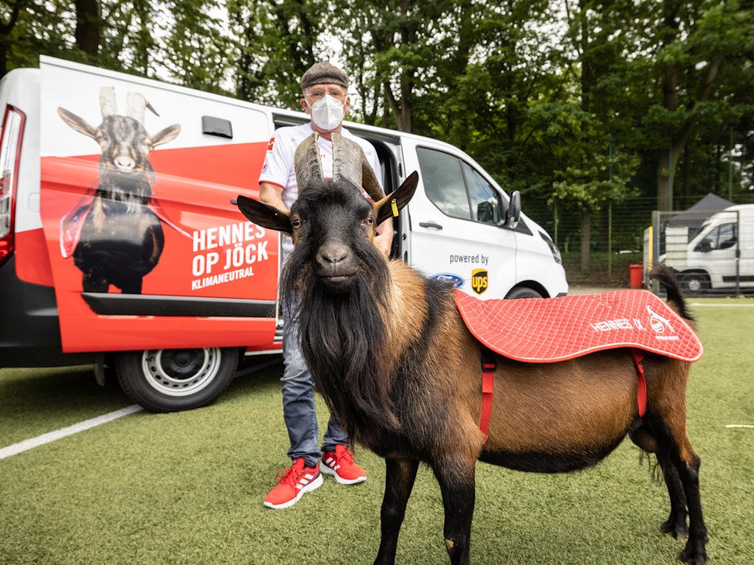 1. FC-Köln-Maskottchen Hennes IX. vor einem emissionsfreien Ford Transit Custom Plug-in Hybrid mit Betreuer Ingo Reipka