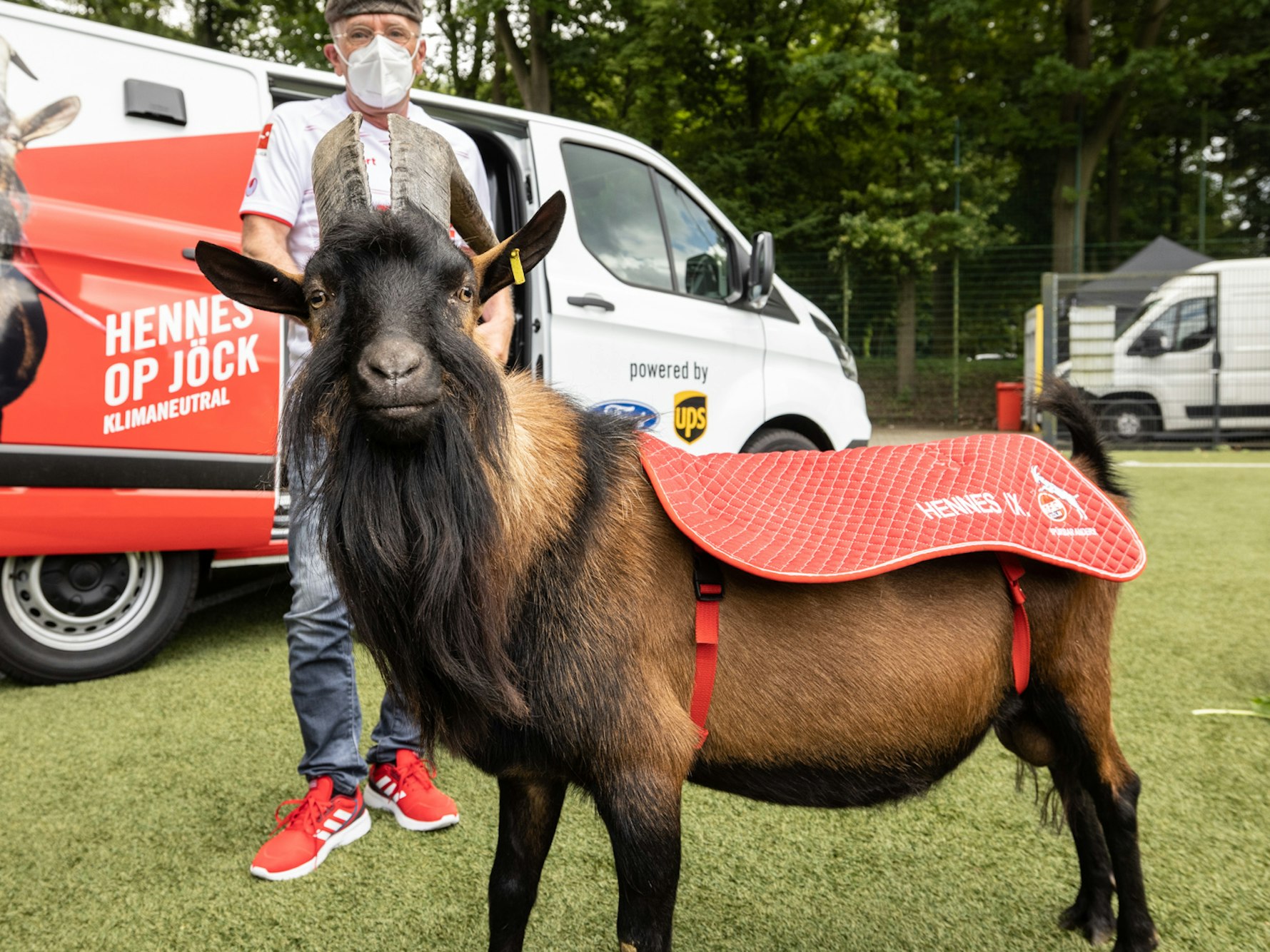 Geißbock Hennes steht vor seinem Betreuer.