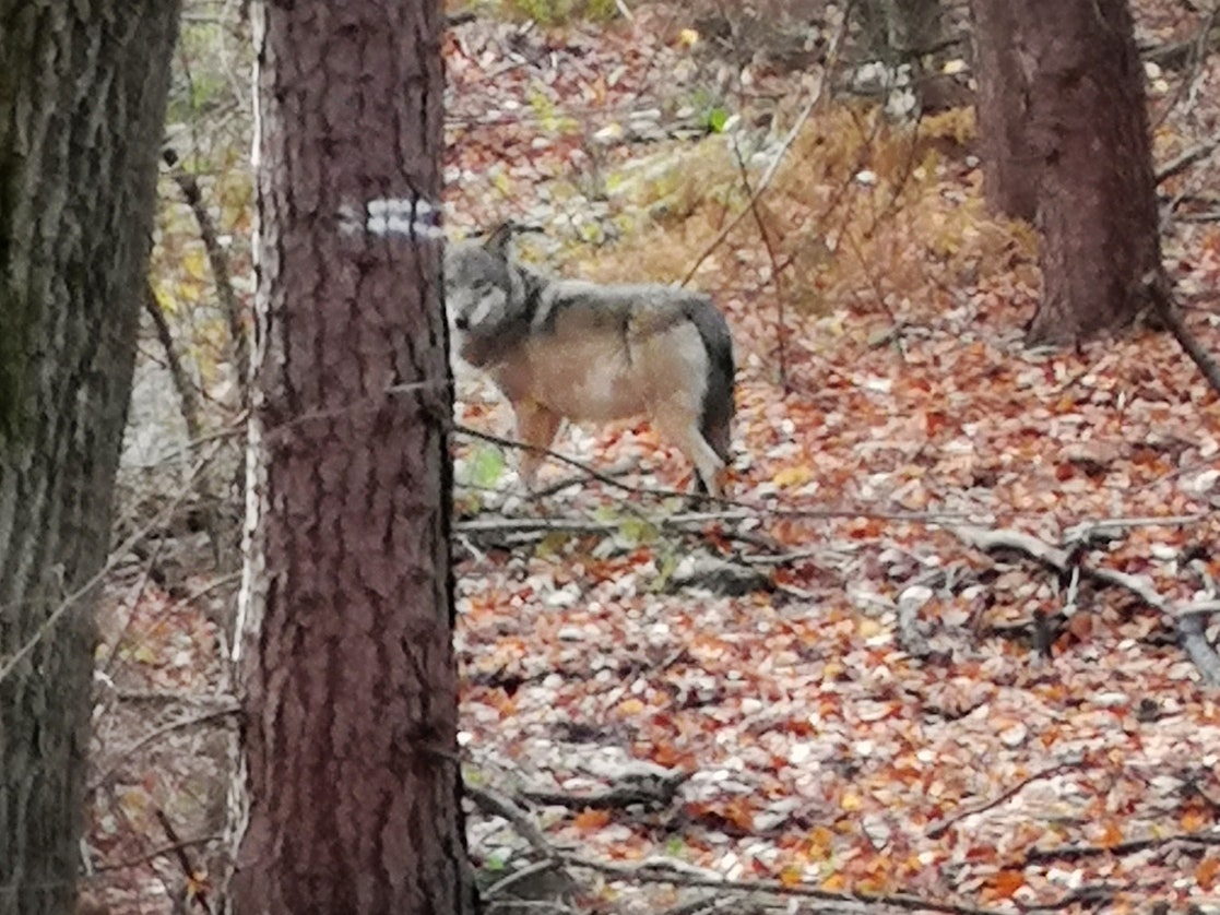 Der Wolf (hier ein Foto von einem Wolf bei Hünxe am Niederrhein) hat sich über einen längeren Zeitraum im Königsforst aufgehalten.
