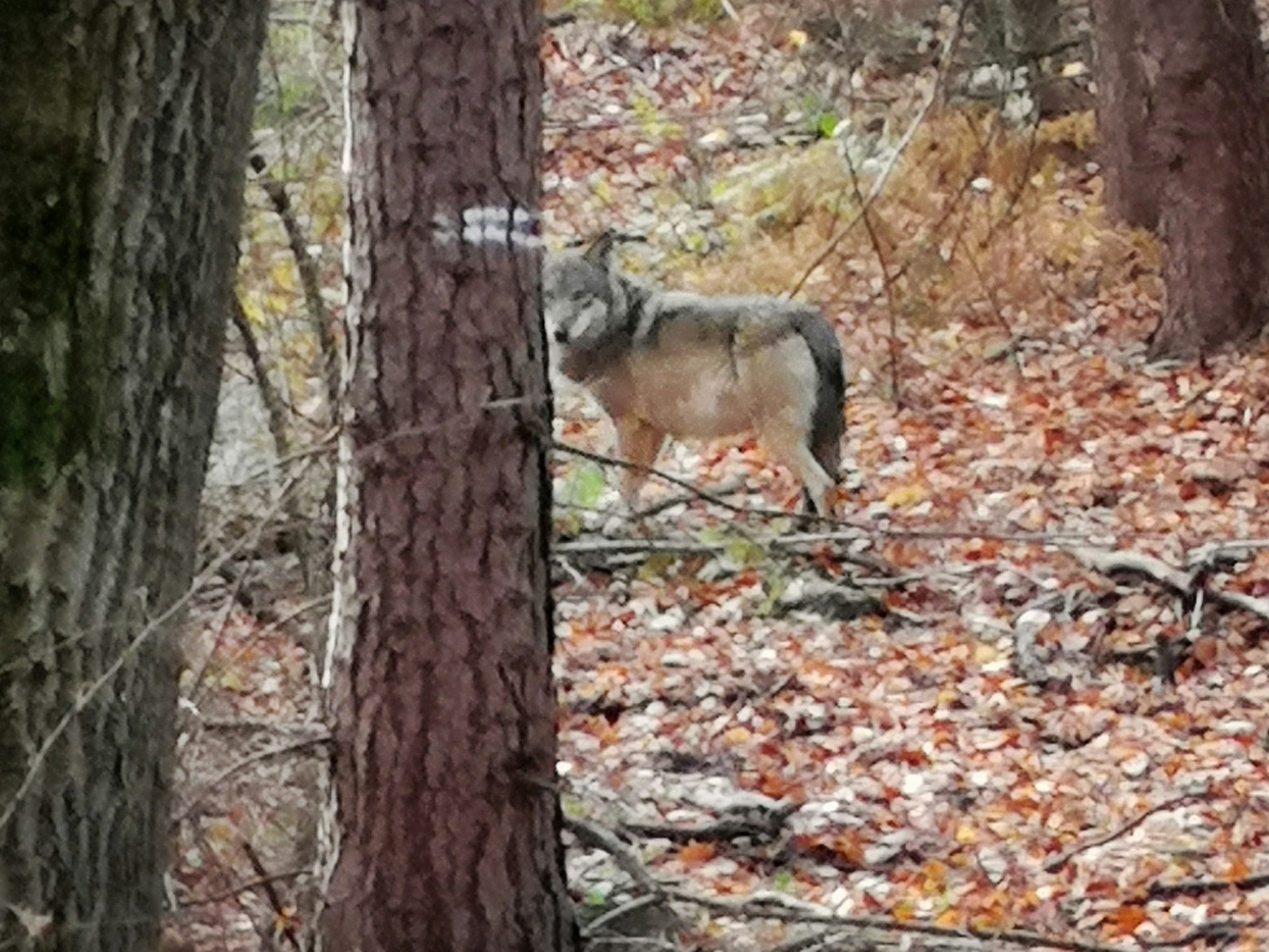 Der Wolf (hier ein Foto von einem Wolf bei Hünxe am Niederrhein) hat sich über einen längeren Zeitraum im Königsforst aufgehalten.