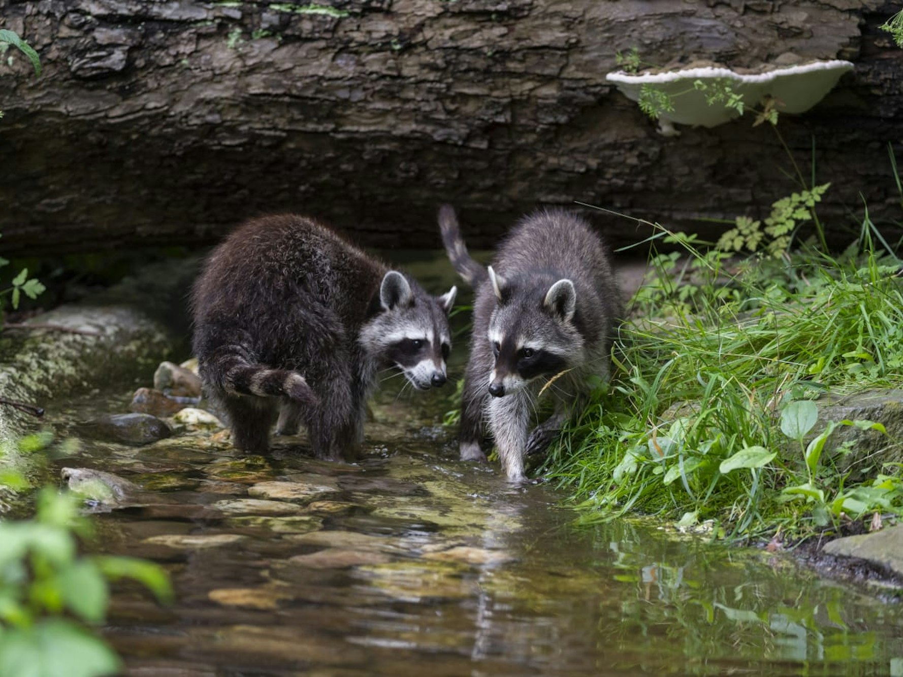 Waschbären gehen in ihrem Gehege im Kölner Zoo durchs Wasser.