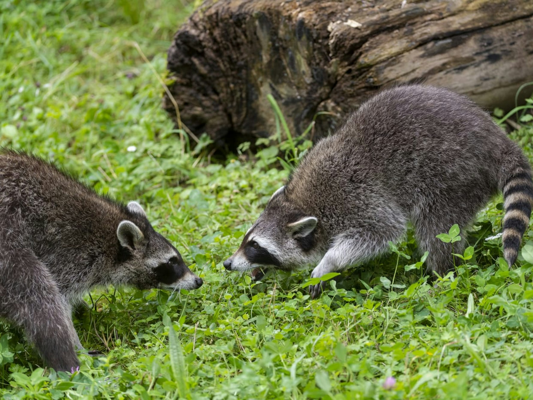 Waschbären auf einer Wiese in ihrem Gehege im Kölner Zoo