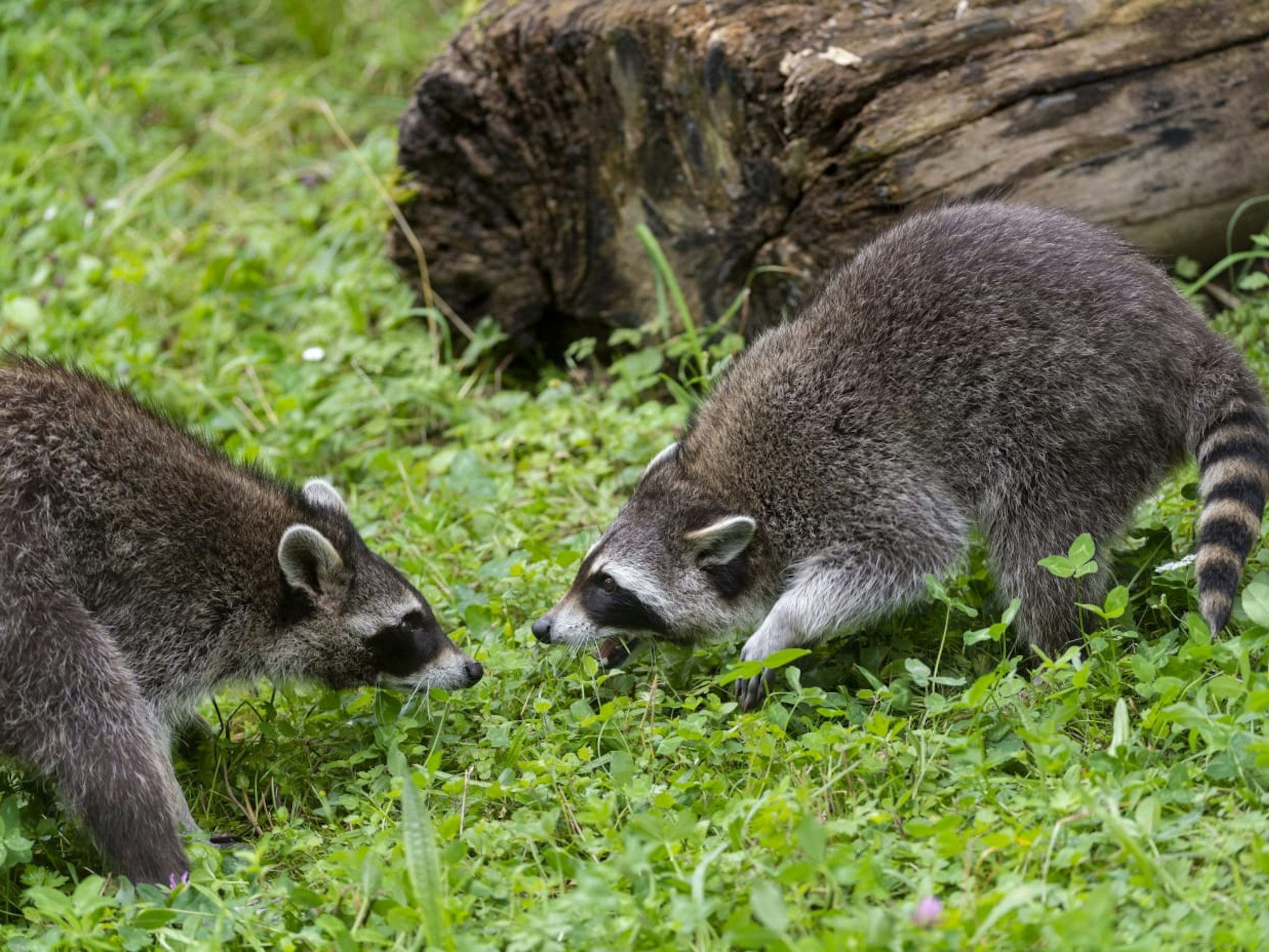 Waschbären auf einer Wiese in ihrem Gehege im Kölner Zoo