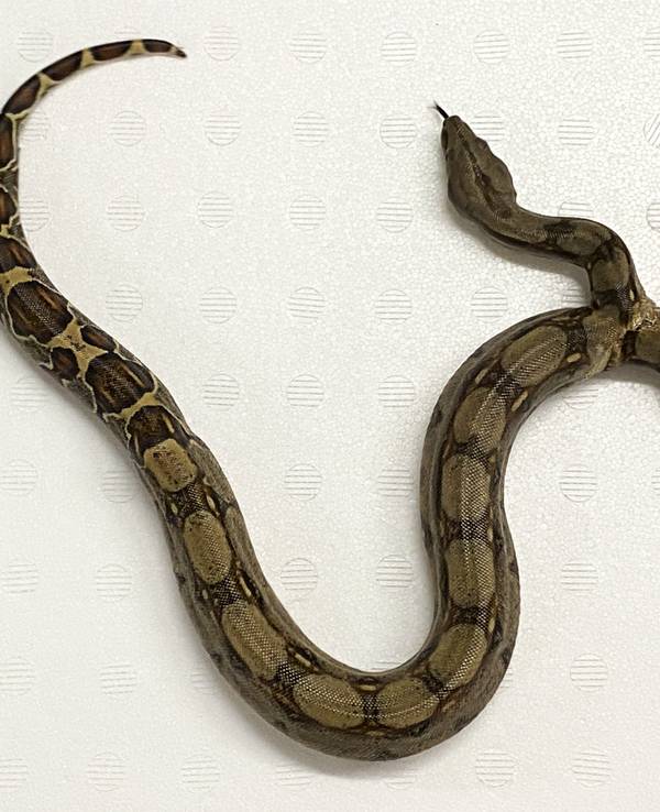 Das Foto zeigt eine Boa Constrictor mit zwei Köpfen. Die Würgeschlange erregt in Villingen-Schwenningen (Schwarzwald-Baar-Kreis) Aufsehen.