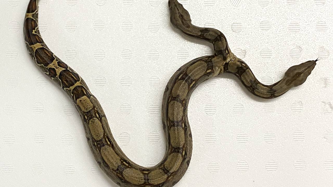 Das Foto zeigt eine Boa Constrictor mit zwei Köpfen. Die Würgeschlange erregt in Villingen-Schwenningen (Schwarzwald-Baar-Kreis) Aufsehen.