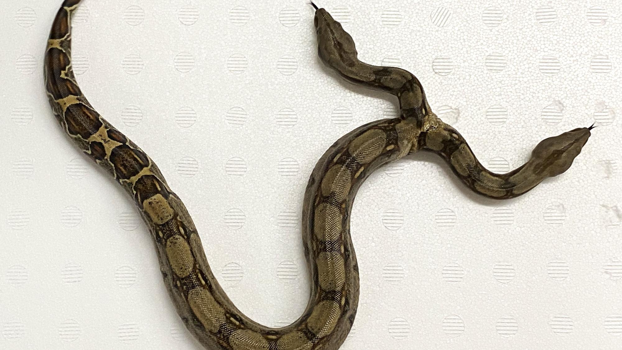 Das Foto zeigt eine Boa Constrictor mit zwei Köpfen. Die Würgeschlange erregt in Villingen-Schwenningen (Schwarzwald-Baar-Kreis) Aufsehen.