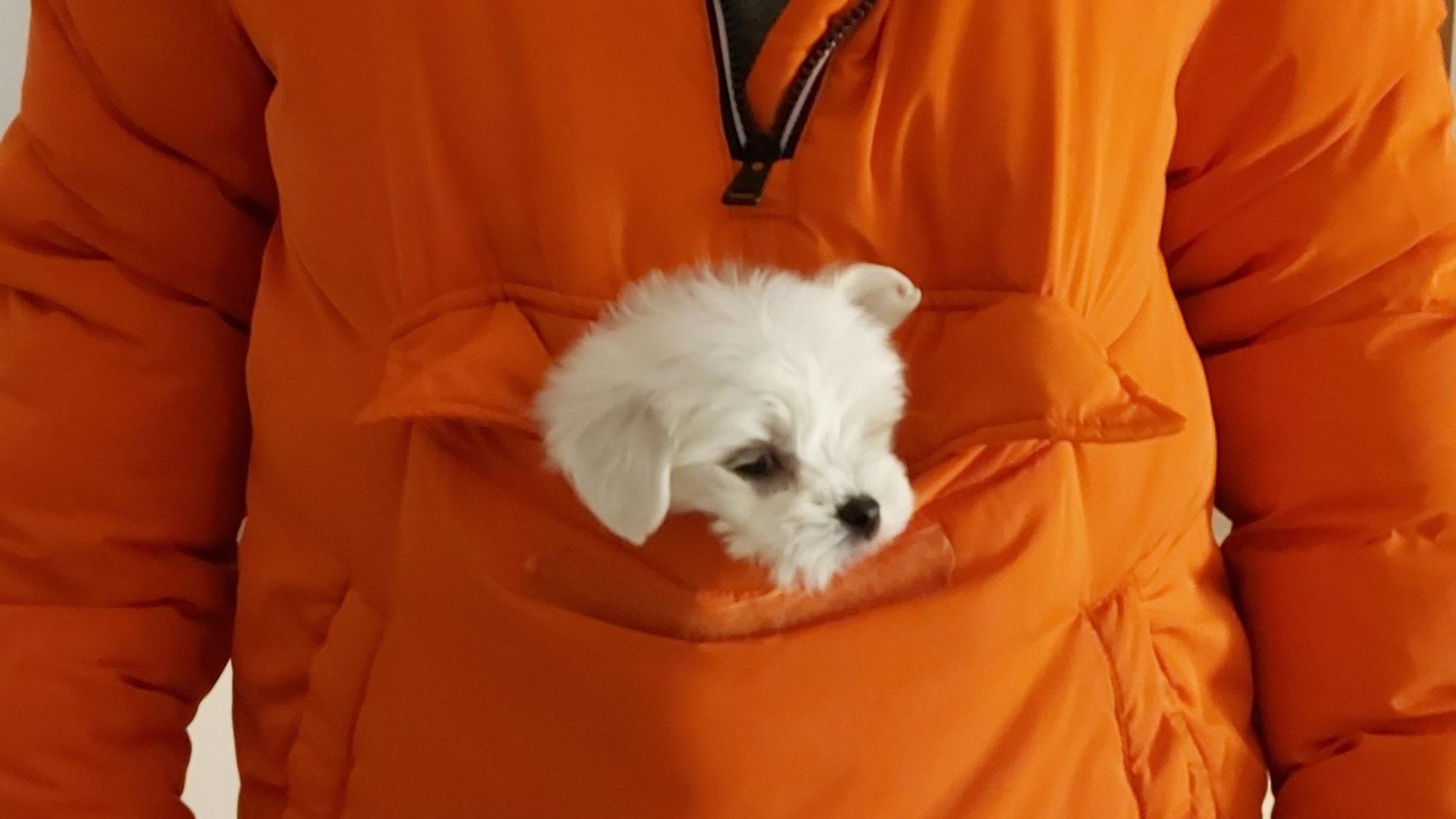 Hundewelpe Carlo in der Tasche einer Jacke.