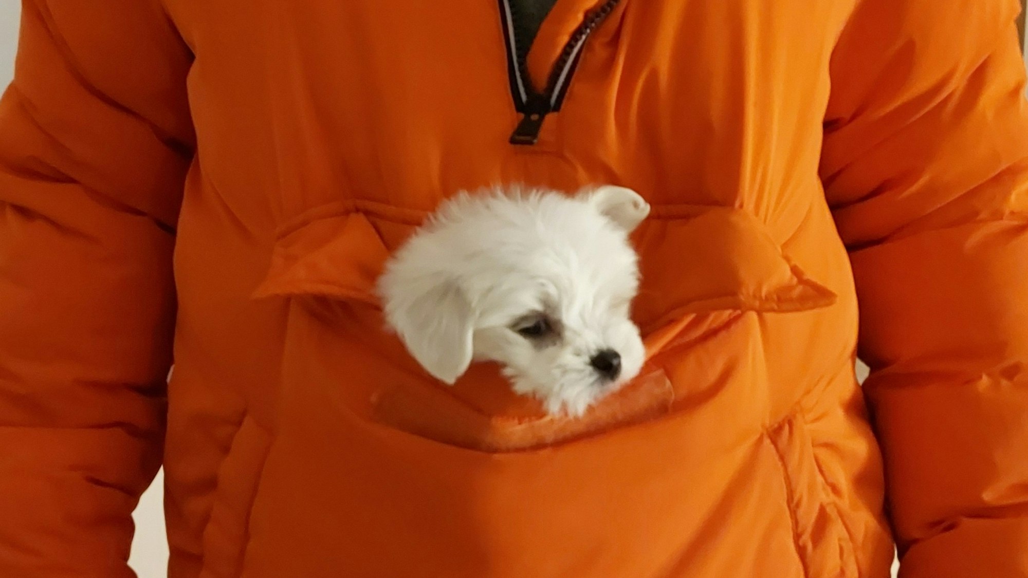 Hundewelpe Carlo in der Tasche einer Jacke.