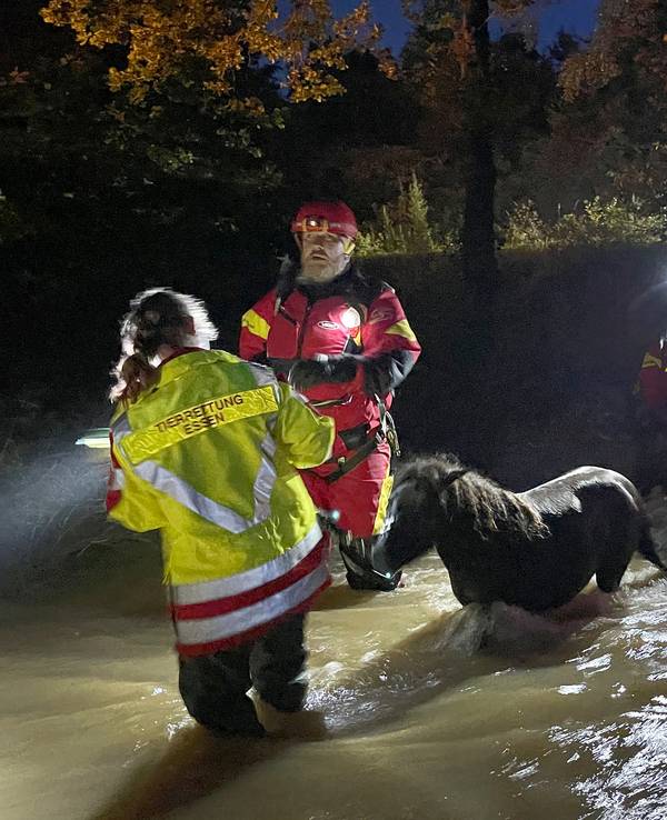 Mitarbeiter der Essener Tierrettung ziehen ein Pony durch das Hochwasser im Kreis Düren.